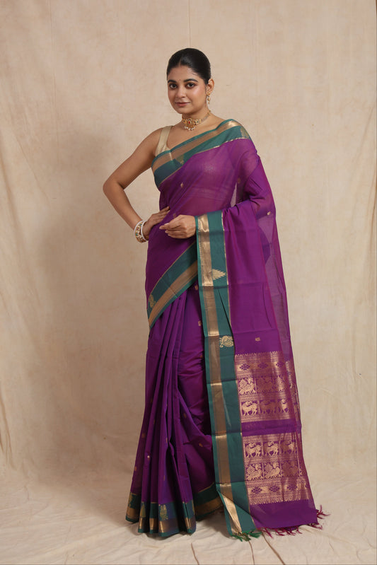Full-length drape of royal purple Kanchipuram cotton saree with heritage woven detailing